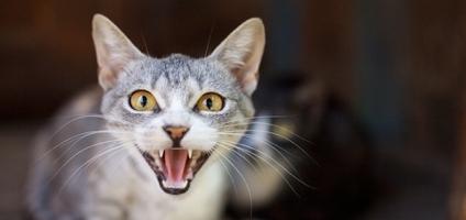 5 Signs That Your Cat Has Dental Disease - Catster