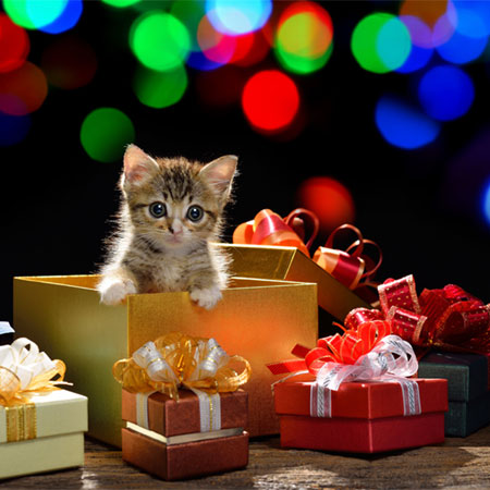 6 Christmas Safety Tips for Cat Owners - Catster