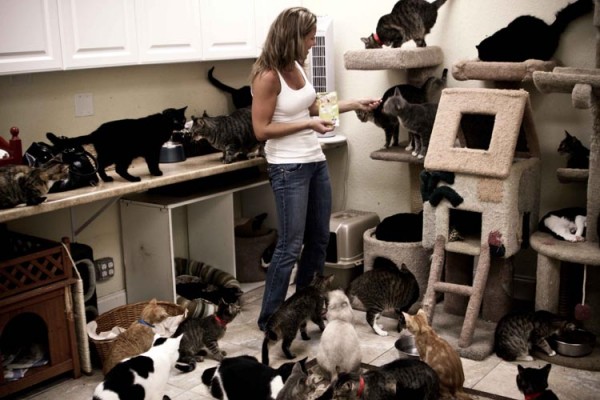 How Many Cats Equals A Crazy Cat Lady Catster