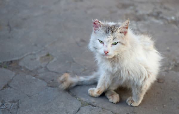 angry feral cat