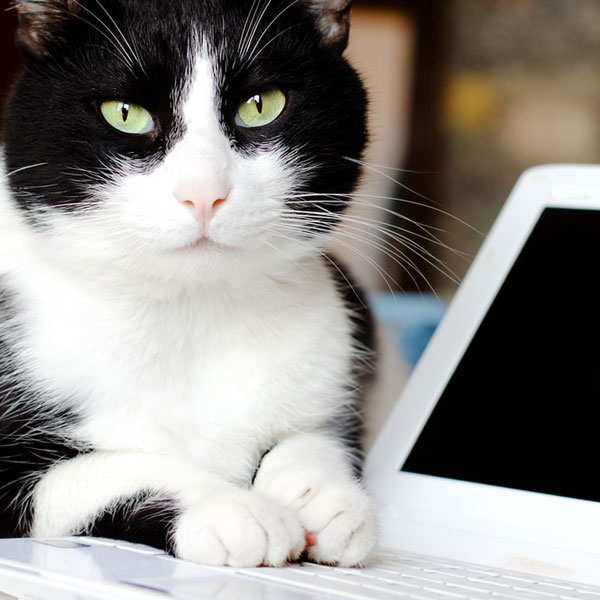 We Answer Google’s Top Cat Questions of 2014 - Catster