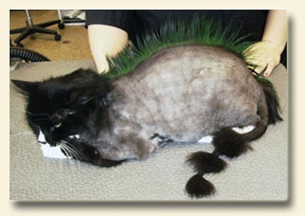 48 HQ Images Cat Shedding Season Singapore : Natural Remedies For Cats During Fall Shedding Season ...