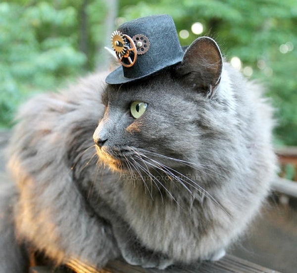 Is a Tiny Hat the Most Perfect Halloween Cat Costume? - Catster