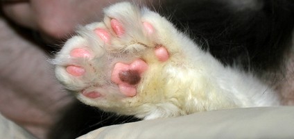 5 Things I Love About Polydactyl Cats 