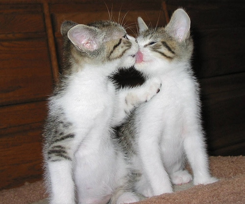 kissing-cats-7.jpg