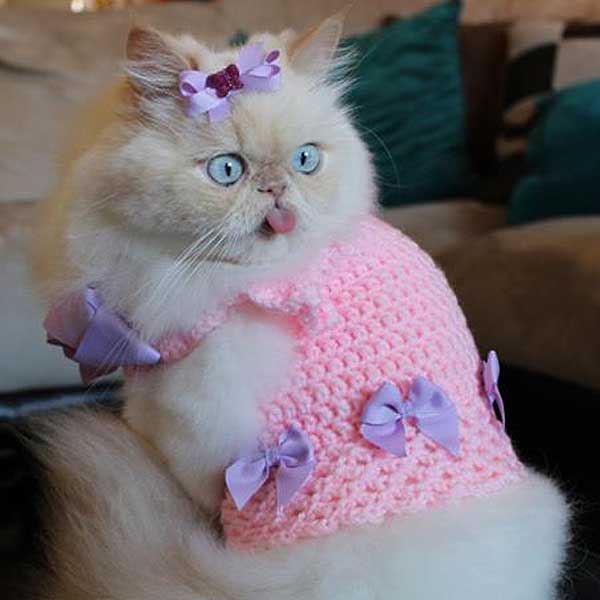 cats with outfits