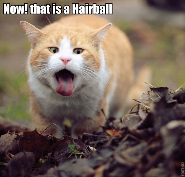 It Came from the Cat's Stomach: Tell Us Your Hairball ...
