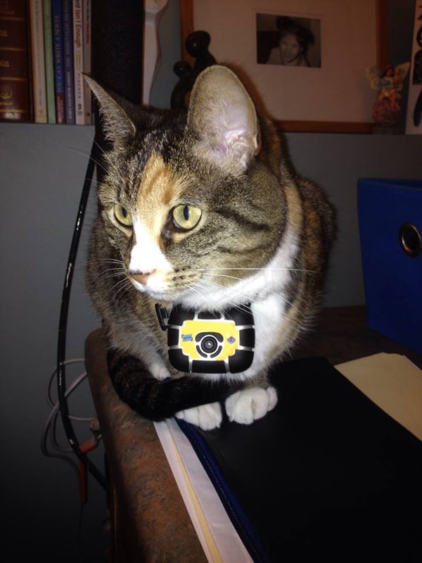I Saw Through My Cats Eyes With A Collar Camera Catster
