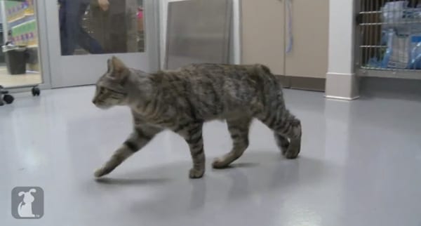 A Kitten with Dislocated Legs Makes a Complete — and ...