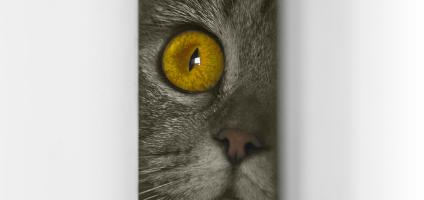 cat door darting