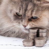 How Much Would You Spend to Give Your Sick Cat More Time? - Catster