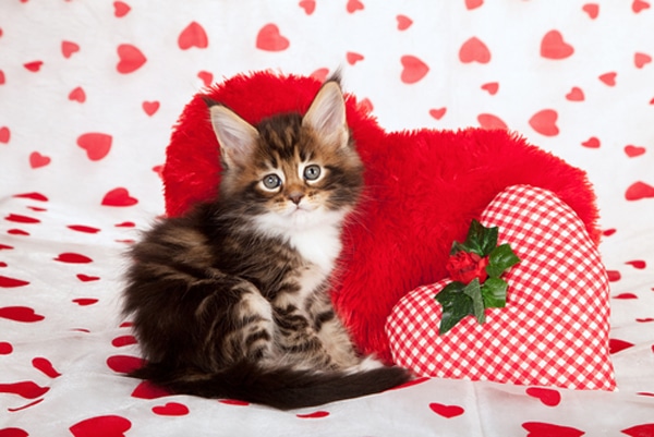 We Rank The Lovability Of Valentines Day Cat Photos Catster