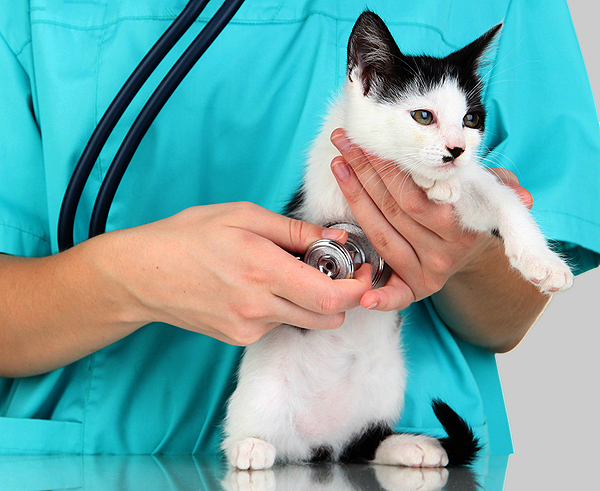 Tips From a Vet: How to Keep Your New Kitten Healthy - Catster