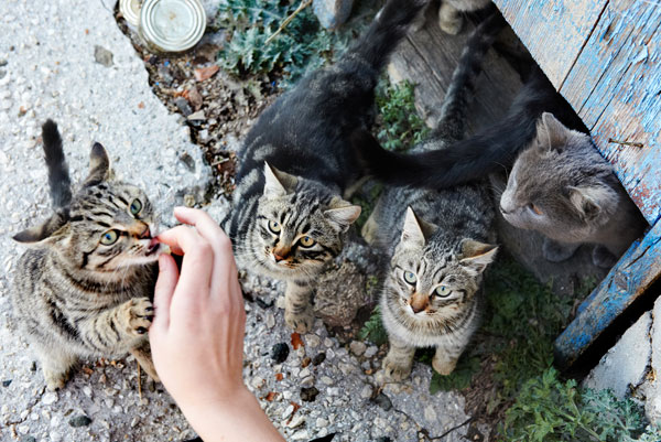 best food for stray cats