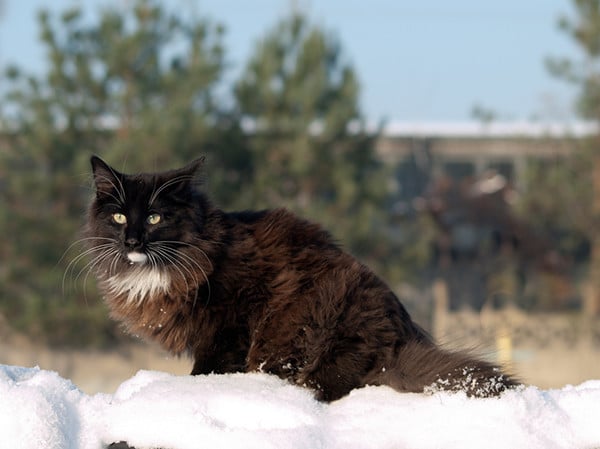 Get To Know The Norwegian Forest Cat A Gentle Friend And Mighty Hunter Catster