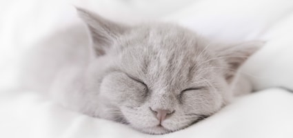 How Much Should Your Cat Sleep? - Catster