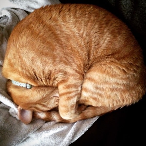Hunter can snuggle with the best of them. (Photo courtesy Jennifer Lawson)