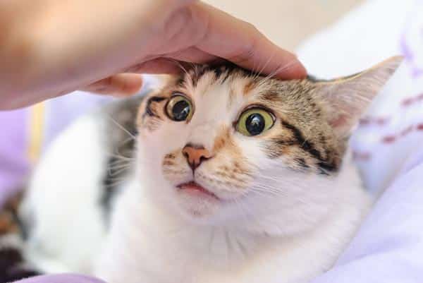 Ask a Vet: What Causes Cat Head Pressing? - Catster