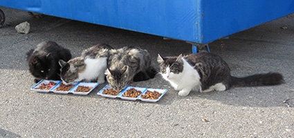 best food for stray cats