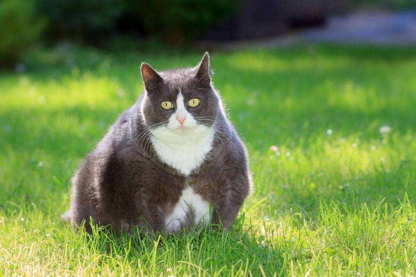 The Dreaded Dingleberry Problem - Cats Herd You