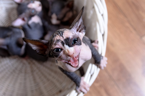 Sphynx Cats 5 Things To Know About Living With Hairless Cats Catster