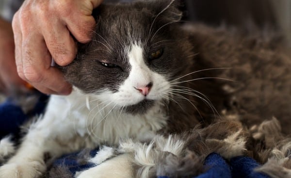 How to Shave a Cat (and Keep Him Calm) in an Emergency - Catster