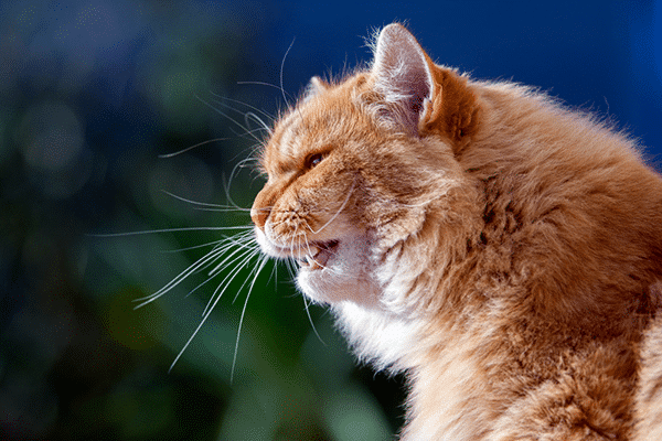 How to Prevent and Treat Excessive Meowing Behavior in Cats