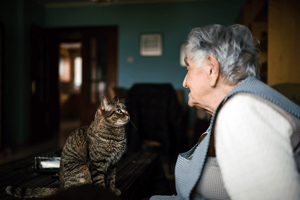 lifespan of a cat domestic