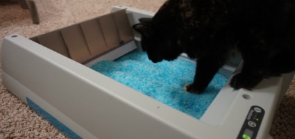 scoopfree cat litter box