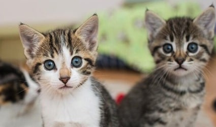 30 Unbearably Cute Cat Pictures From Los Angeles Kitten Rescue Catster
