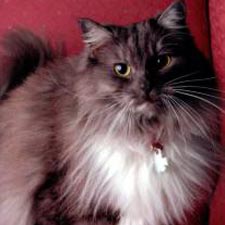 ragamuffin cat catster animal form face
