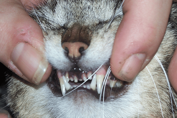 unhealthy cat teeth