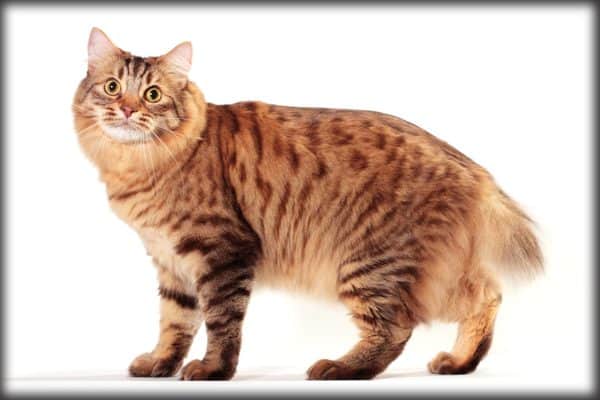 bobtail cat