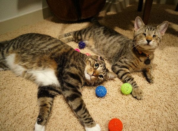 toys for blind cats