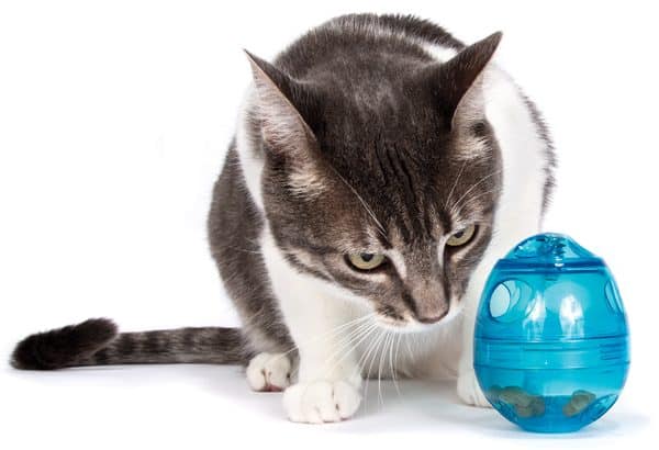 10 Best Cat Puzzle Feeders: Interactive Brain Games For Cats - The