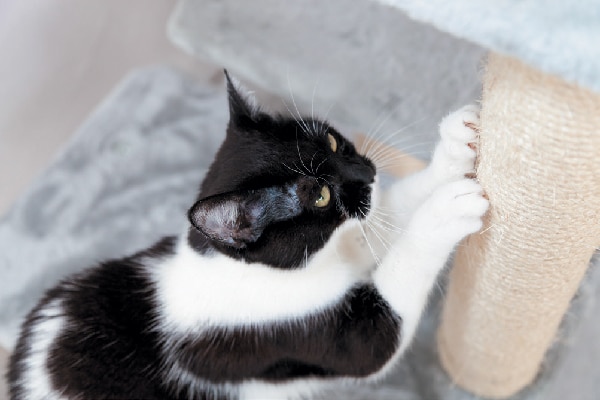 The Right Cat Scratching Post For Every Stage Of Life Catster