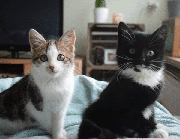 Purrminators Helps Kittens and Adult Cats via Instagram - Catster