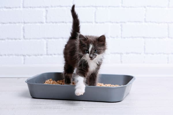 how to clean cat litter