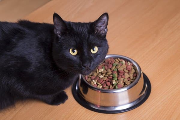 cat stopped eating dry food but eats wet food