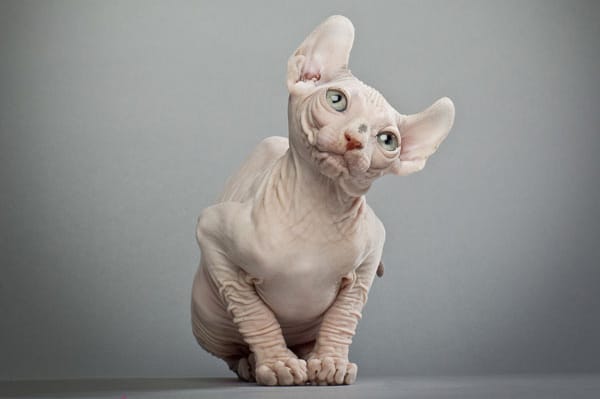 How to Keep Your Hairless Cat Safe in the Summer Sun - Catster