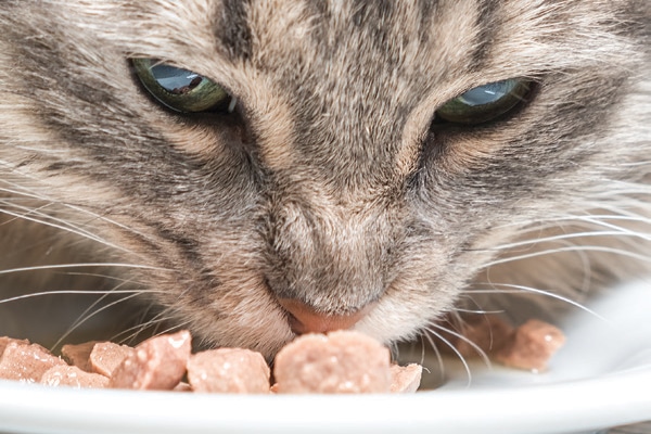 Choosing Cat Food for Even the Most 