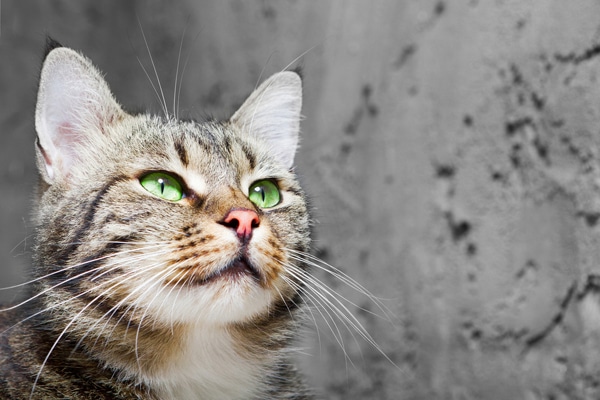 What to Know About Cats With Green Eyes 