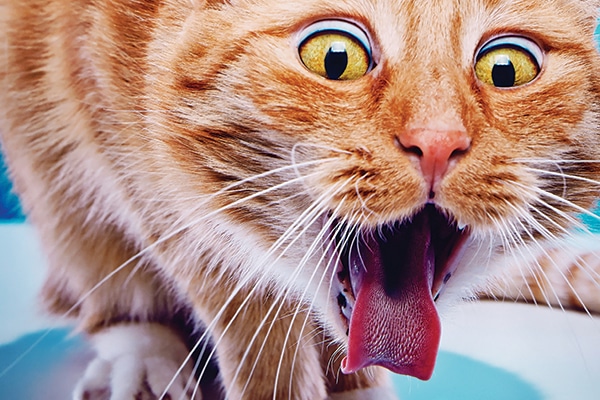 Why Do Cats Get Hairballs and Are They Normal? - Catster