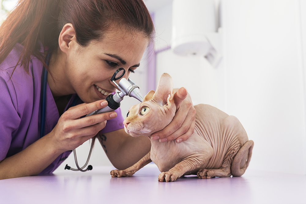 female vet checking the ear of sphynx cat