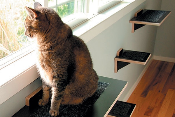 How to Create a Cat Climbing System in Your Home - Catster