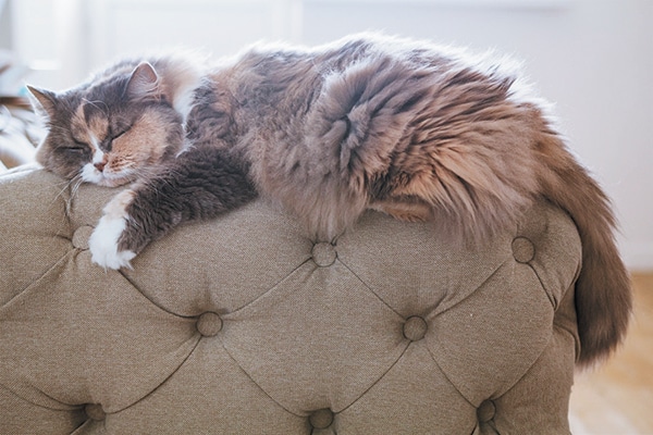 Indoor Cats vs. Outdoor Cats — Should You Ever Let a Cat ...