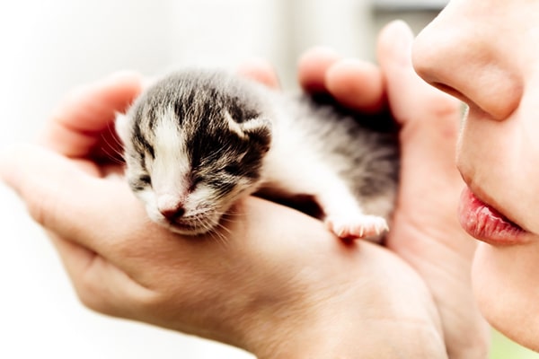 A newborn kitten in the palm of a human hand.