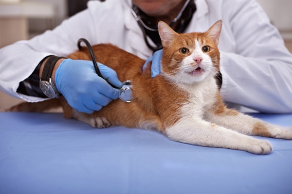 How to Get Your Cat to the Vet — Even 