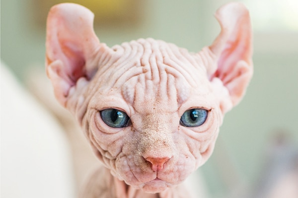 Sphynx Cats — 5 Things to Know About Living With Hairless ...