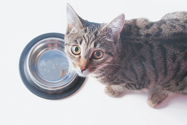 Why Is My Cat Always Hungry? 5 Reasons 